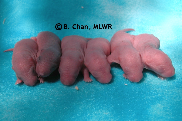 Whole Litter - Day 1