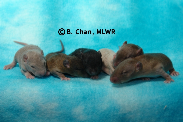 Whole Litter - Day 12