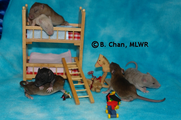 Whole Litter - Day 13
