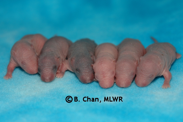 Whole Litter - Day 2