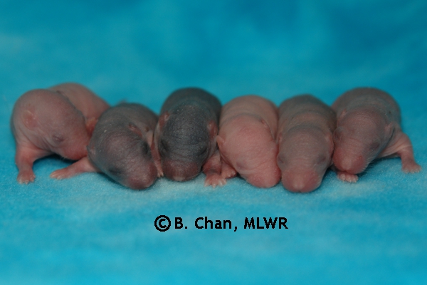 Whole Litter - Day 3