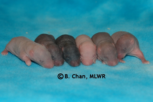 Whole Litter - Day 5