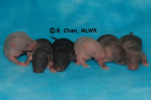 Whole Litter - Day 6