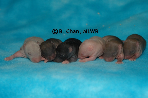 Whole Litter - Day 7