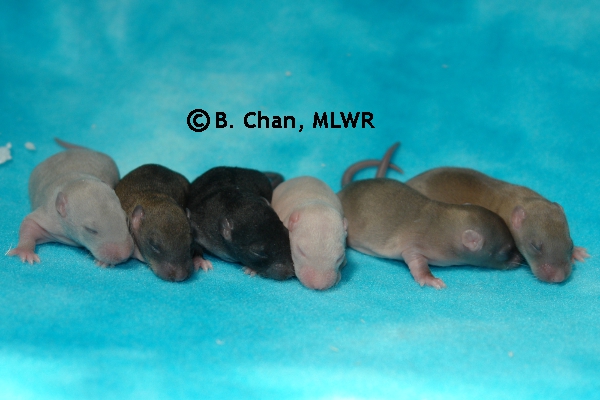 Whole Litter - Day 8