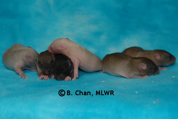 Whole Litter - Day 9