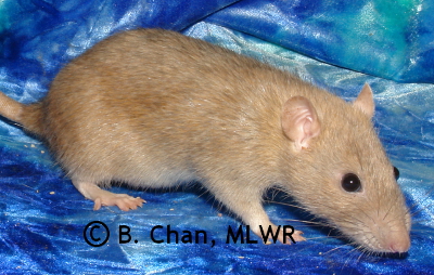 MLWR Agnes
