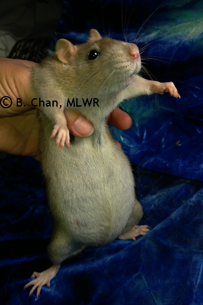 Pregnant Agnes