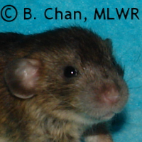 MLWR Black Tupelo