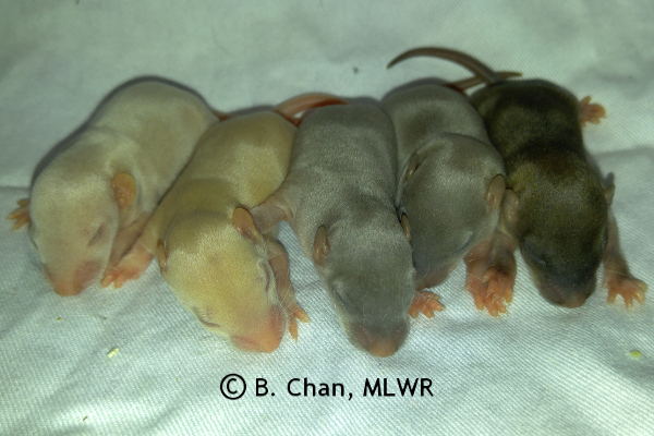 Boys - 9 days old
