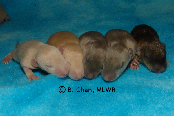 Boys - 11 days old