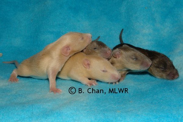 Boys - 14 days old