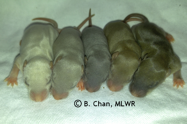 Girls - 9 days old