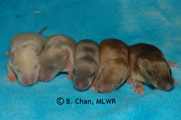 Girls - 11 days old