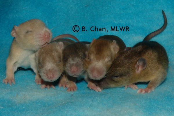 Girls - 14 days old
