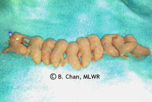 Whole litter - 0 days old