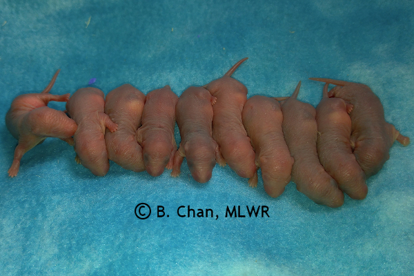 Whole litter - 1 day old