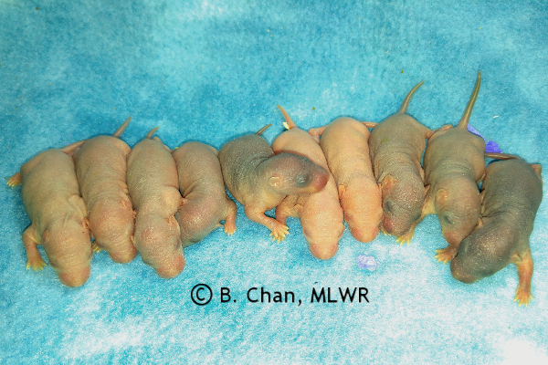 Whole litter - 4 days old