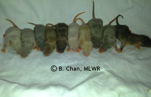 Whole litter - 9 days old