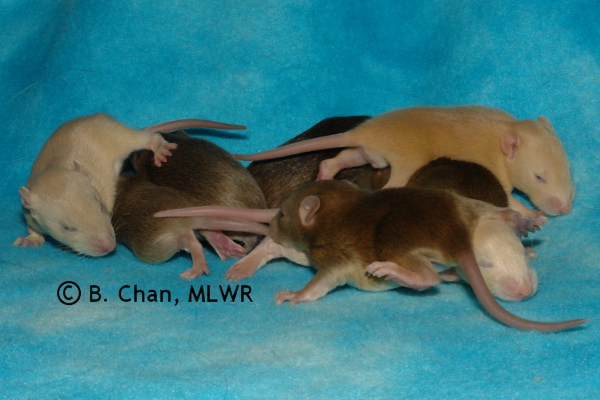 Whole litter - 14 days old