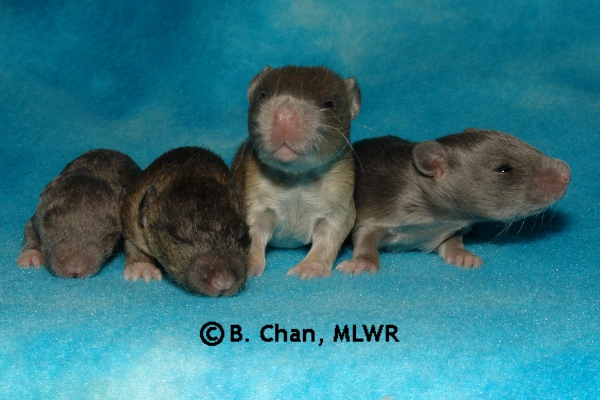 Boys - Day 15