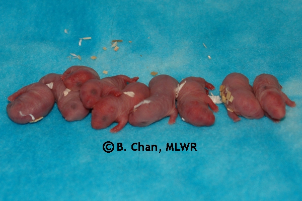 Whole Litter - Day 0