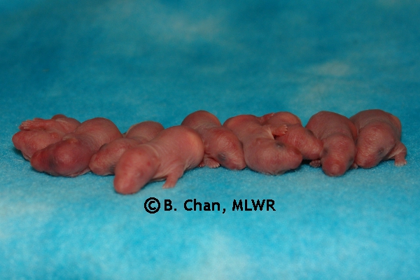 Whole Litter - Day 1