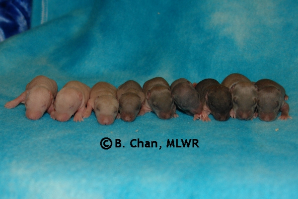 Whole Litter - Day 10