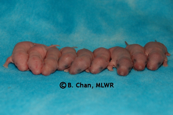 Whole Litter - Day 3
