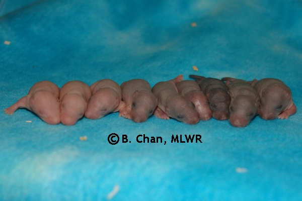Whole Litter - Day 6