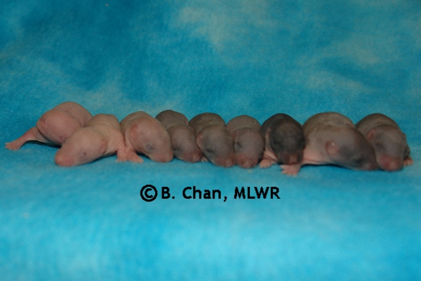 Whole Litter - Day 8