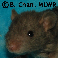 MLWR-DAZL Jarvis