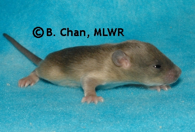 MLWR-DAZL Moondragon - 14 days