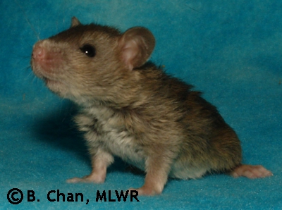 MLWR-DAZL Moondragon - 21 days