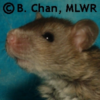 MLWR-DAZL Moondragon