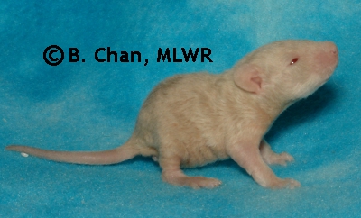 MLWR-DAZL Ms. Marvel - 16 days