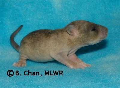 MLWR-DAZL Silverclaw - 14 days