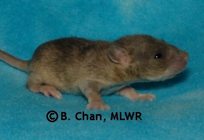 MLWR-DAZL Silverclaw - 16 days