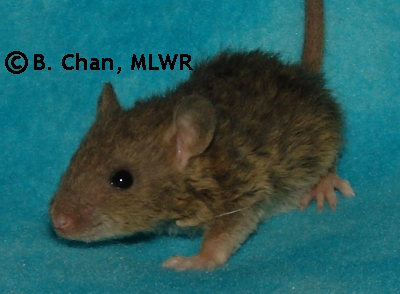 MLWR-DAZL Silverclaw - 21 days