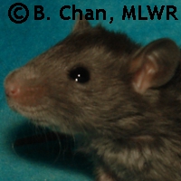 MLWR-DAZL Thor
