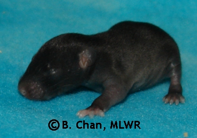 MLWR Parp - 10 days