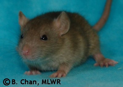 MLWR Clean All the Things - 25 days