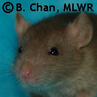 MLWR Clean All the Things