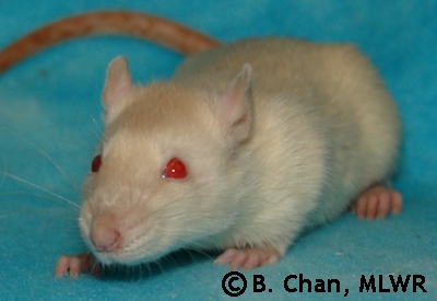 MLWR Fish Tacos - 46 days