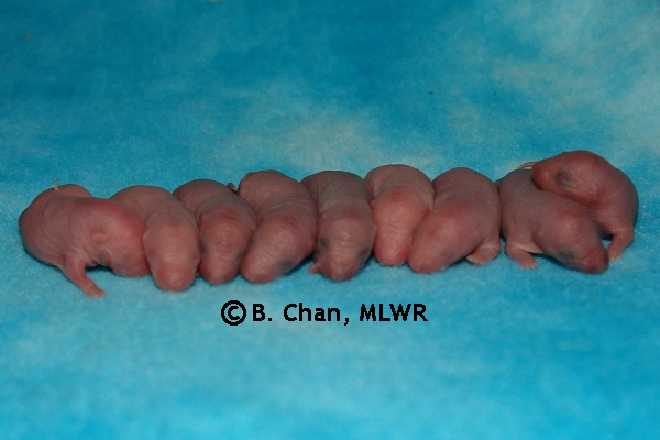 Whole Litter - Day 1