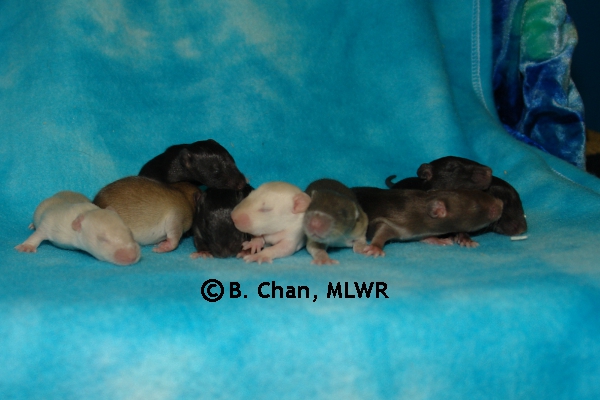 Whole Litter - Day 13