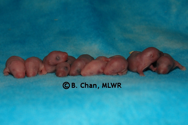 Whole Litter - Day 2