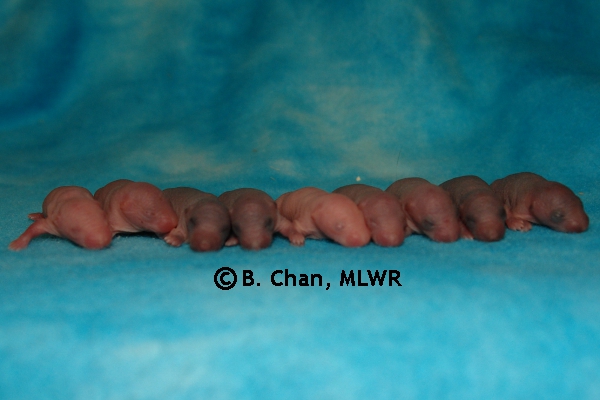 Whole Litter - Day 3