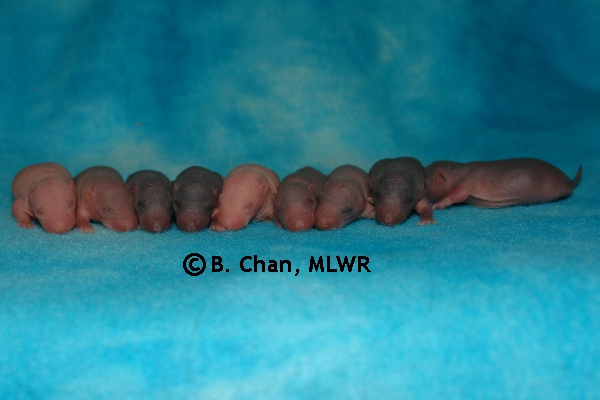 Whole Litter - Day 4