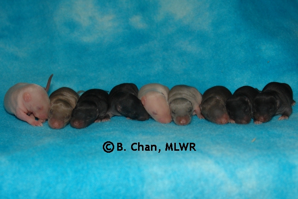Whole Litter - Day 8